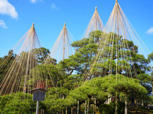 兼六園 唐崎松