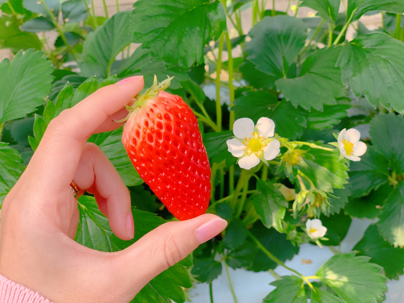 アグリパーク　いちごの花