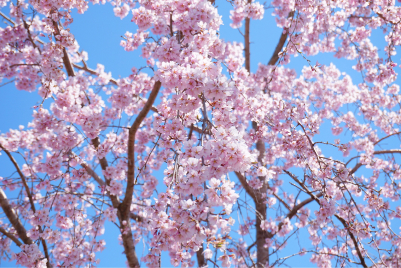 松代春まつり　しだれ桜