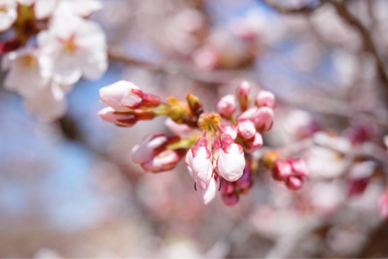 松代城　桜のつぼみ