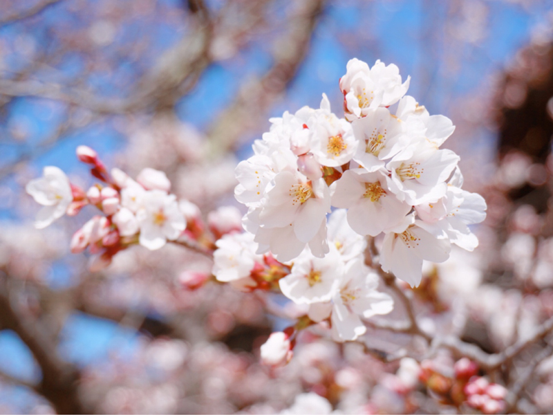 松代城　桜