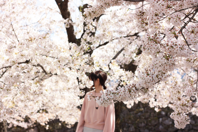 松代城　満開の桜