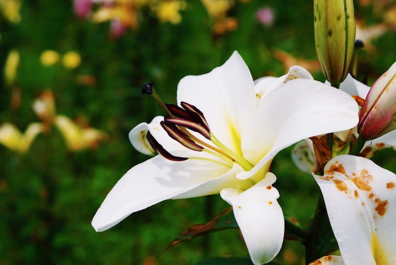 タングラム斑尾　ゆりの花